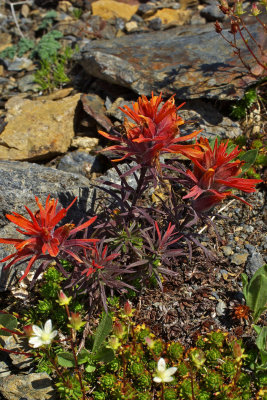 Castilleja rupicola