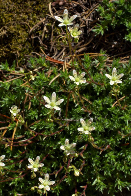 Saxifraga bronchialis