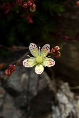 Saxifraga bronchialis