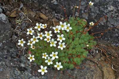 Saxifraga cespitosa