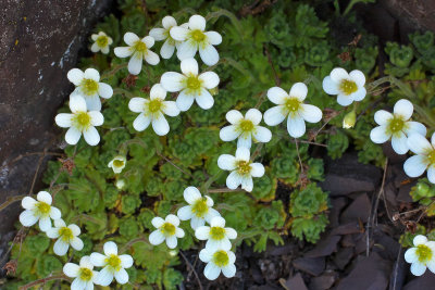 Saxifraga cespitosa