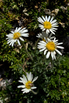 Erigeron compositus