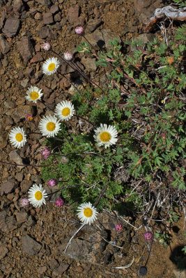 Erigeron compositus