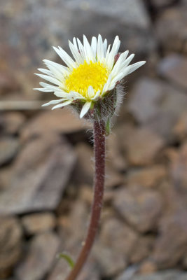 Erigeron compositus