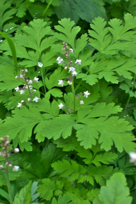 Tiarella trifoliata var. laciniata