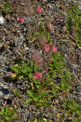 Geum triflorum var. campanulatum