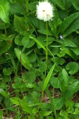 Bistorta_bistortoides