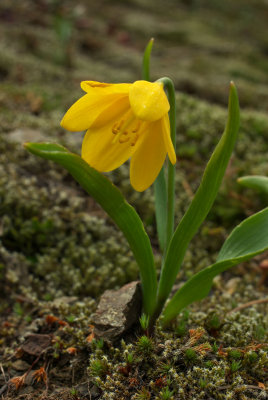 Fritillaria pudica