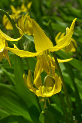 Erythronium grandiflorum ssp. grandiflorum