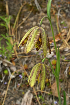 Fritillaria affinis var. affinis