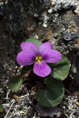 Viola flettii 