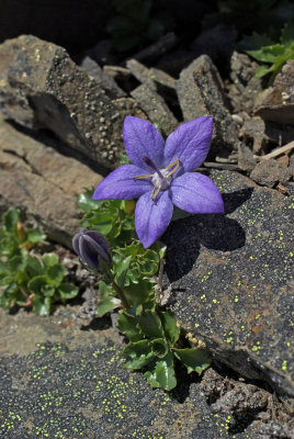 Campanula piperi