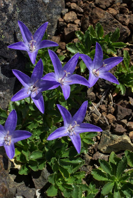 Campanula piperi