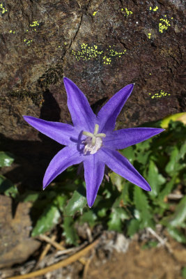 Campanula piperi