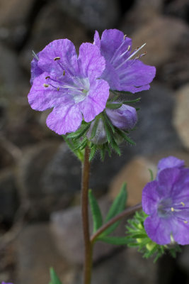 Phacelia linearis