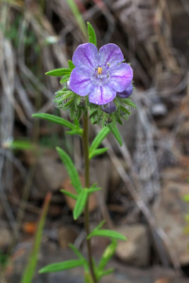 Phacelia linearis
