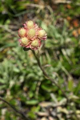 Antennaria rosea