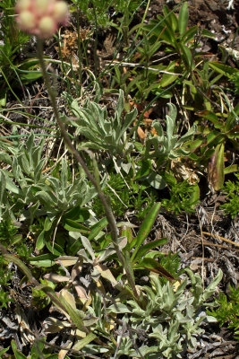 Antennaria rosea