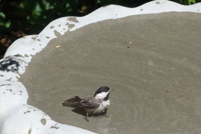 Carolina Chickadee