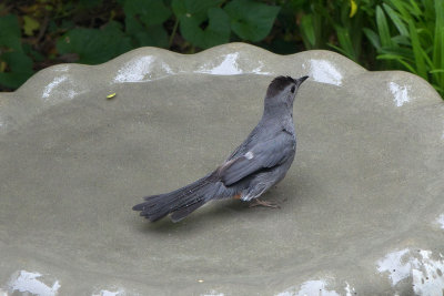 Gray Catbird