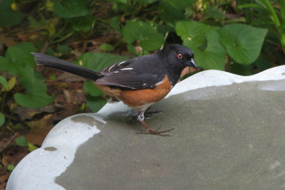 Eastern Towhee (male)