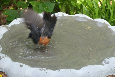 Eastern Towhee (male)