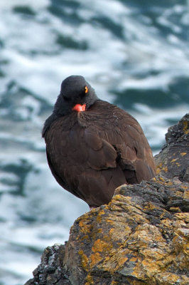 Black Oystercatcher
