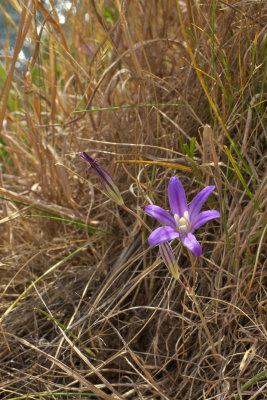 Brodiaea coronaria ssp. coronaria