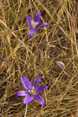 Brodiaea coronaria ssp. coronaria