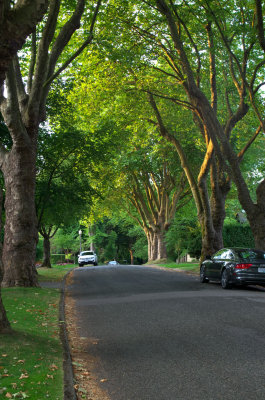 Residential Street