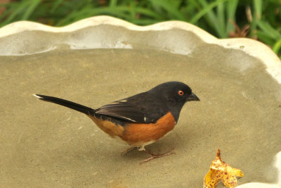 Eastern Towhee