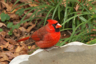 Northern Cardinal (male)