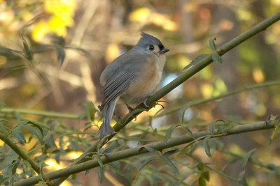 Tufted Titmouse