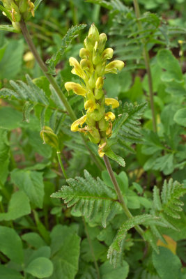 Pedicularis bracteosa