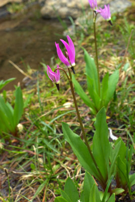 Primula jeffreyi