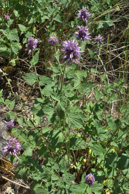 Agastache occidentalis