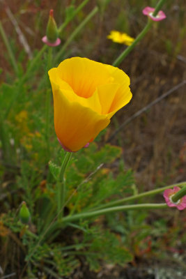 Eschscholzia californica ssp. californica