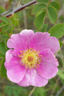 Rosa nutkana var. nootka