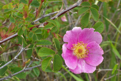 Rosa nutkana var. nootka