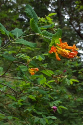 Lonicera ciliosa
