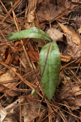 Erythronium umbilicatum ssp. umbilicatum