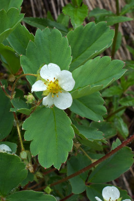 Rubus lasiococcus