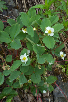 Rubus lasiococcus