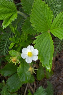 Rubus lasiococcus