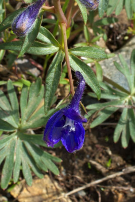 Delphinium glareosum