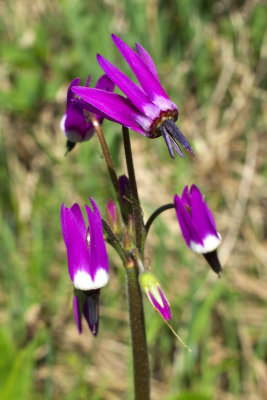 Primula jeffreyi