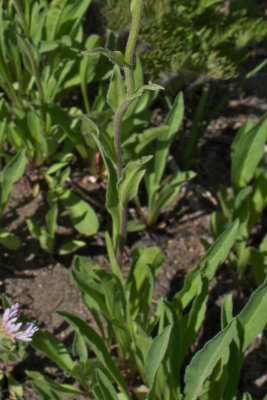 Erigeron peregrinus ssp. callianthemus
