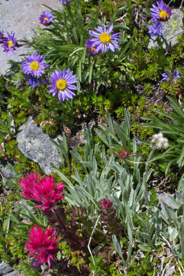 Castilleja rupicola