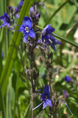 Veronica cusickii