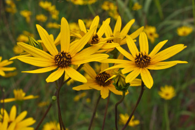 Helianthus atrorubens